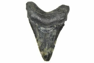 Serrated, Juvenile Megalodon Tooth - South Carolina #360937
