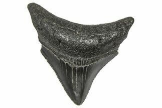 Serrated, Posterior Juvenile Megalodon Tooth - South Carolina #360938