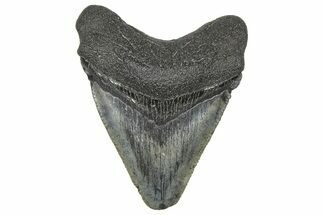 Serrated, Juvenile Megalodon Tooth - South Carolina #360939