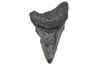 Serrated, Juvenile Megalodon Tooth - South Carolina #360940