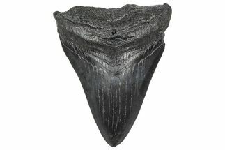 Juvenile Megalodon Tooth - South Carolina #360946