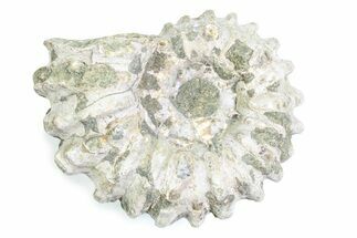 Bumpy Ammonite (Douvilleiceras) Fossil - Madagascar #361165