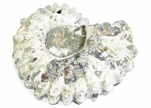 Bumpy Ammonite (Douvilleiceras) Fossil - Madagascar #361167