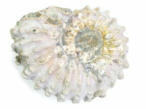 Bumpy Ammonite (Douvilleiceras) Fossil - Madagascar #361177