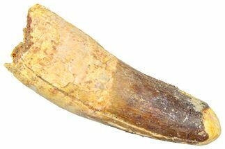 Fossil Spinosaurus Tooth - Feeding Worn Tip #361265