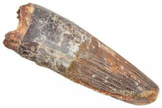 Fossil Spinosaurus Tooth - Feeding Worn Tip #361268