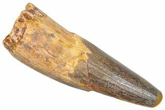 Fossil Spinosaurus Tooth - Feeding Worn Tip #361274