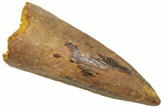 Fossil Spinosaurus Tooth - Real Dinosaur Tooth #361283