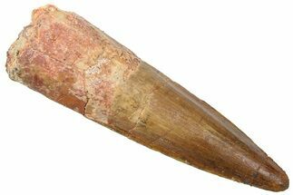 Fossil Spinosaurus Tooth - Real Dinosaur Tooth #361289