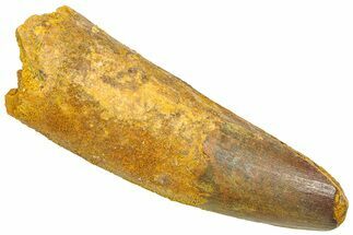 Fossil Spinosaurus Tooth - Feeding Worn Tip #361296