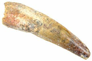 Fossil Spinosaurus Tooth - Real Dinosaur Tooth #361304