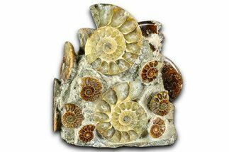 Tall Composite Ammonite Fossil Display - Madagascar #361348