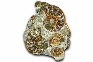 Tall Composite Ammonite Fossil Display - Madagascar #361349