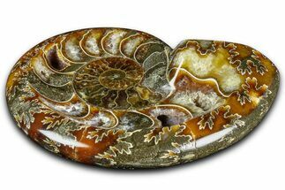 Polished Fossil Ammonite Dish - Madagascar #361367