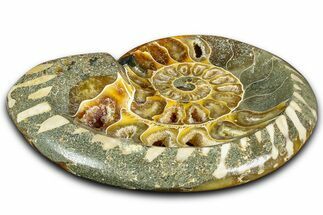Polished Fossil Ammonite Dish - Madagascar #361376