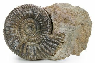 Jurassic Ammonite (Parkinsonia) Fossil - Germany #361338