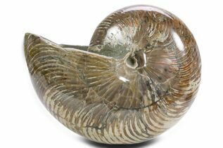 Buy Nautilus