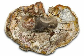 Beautiful Petrified Wood (Araucaria) Slab - Madagascar #361468