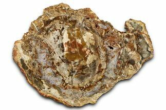 Beautiful Petrified Wood (Araucaria) Slab - Madagascar #361475