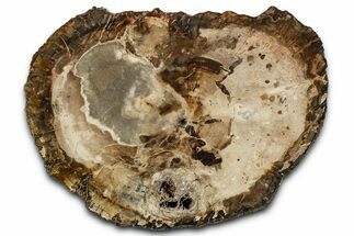 Polished Petrified Wood (Araucaria) Round - Madagascar #361489