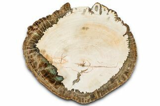 Polished Petrified Wood (Araucaria) Round - Madagascar #361491