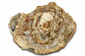 Beautiful Petrified Wood (Araucaria) Slab - Madagascar #361500