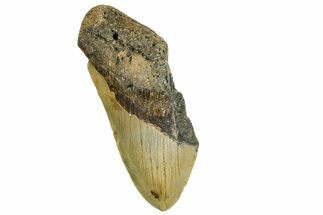 Partial, Fossil Megalodon Tooth - North Carolina #361675