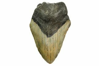 Partial, Fossil Megalodon Tooth - North Carolina #361676