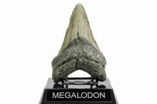 Fossil Megalodon Tooth - North Carolina #361680