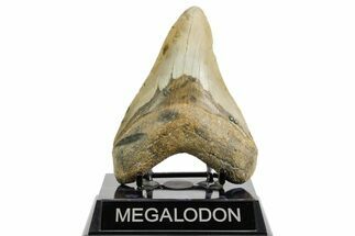 Fossil Megalodon Tooth - North Carolina #361716