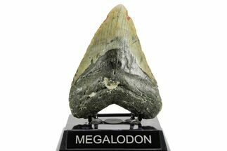 Fossil Megalodon Tooth - North Carolina #361719