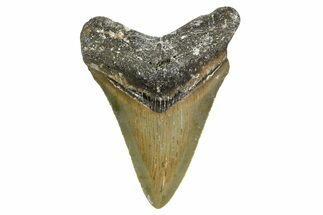 Serrated, Juvenile Megalodon Tooth - North Carolina #361725