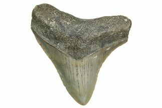 Juvenile Megalodon Tooth - North Carolina #361732