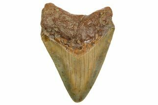 Serrated, Juvenile Megalodon Tooth - North Carolina #361733