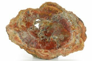 Colorful Polished Petrified Wood Round - Arizona #361762