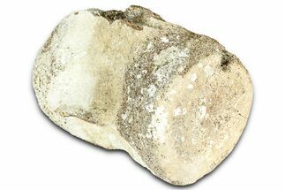 Fossil Whale Caudal Vertebra - Yorktown Formation #362056