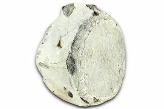 Fossil Whale Caudal Vertebra - Yorktown Formation #362063