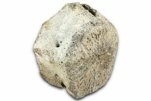Small Fossil Whale Vertebrae From Maryland (#3200) For Sale
