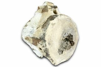 Fossil Whale Caudal Vertebra - Yorktown Formation #362072