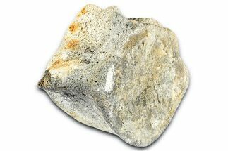 Fossil Whale Lumbar Vertebra - Yorktown Formation #362084