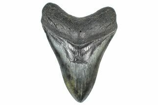 Serrated, Fossil Megalodon Tooth - South Carolina #362243