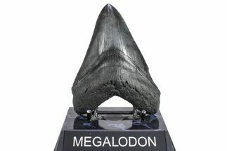 Serrated, Fossil Megalodon Tooth - South Carolina #362245