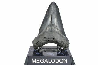 Serrated, Fossil Megalodon Tooth - South Carolina #362246