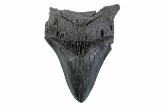 Serrated, Fossil Megalodon Tooth - South Carolina #362176