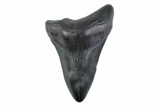 Fossil Megalodon Tooth - South Carolina #362185