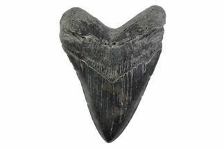 Fossil Megalodon Tooth - South Carolina #362191