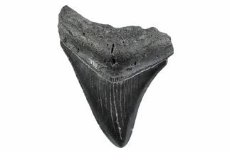 Serrated, Fossil Megalodon Tooth - South Carolina #362197