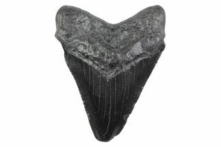 Serrated, Juvenile Megalodon Tooth - South Carolina #362211