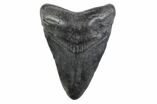 Juvenile Megalodon Tooth - South Carolina #362219