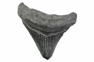 Serrated, Juvenile Megalodon Tooth - South Carolina #362220